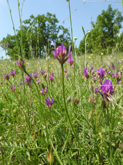 Astragalus onobrychis