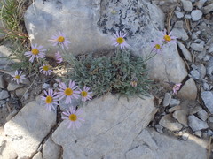 Erigeron clokeyi