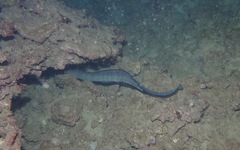 Conger marginatus
