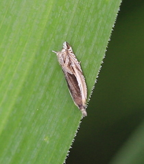 Ancylis apicella