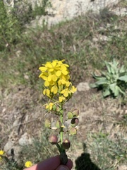 Alyssoides utriculata