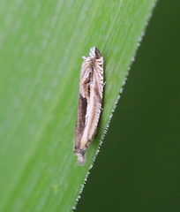Ancylis apicella