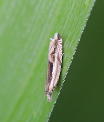 Ancylis apicella