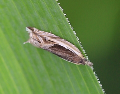 Ancylis apicella