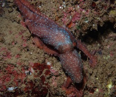 Callistoctopus luteus