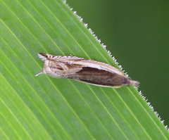 Ancylis apicella