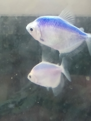 Gymnocorymbus ternetzi