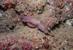 Callistoctopus luteus