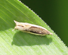 Ancylis apicella
