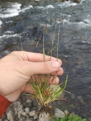 Poa paucispicula