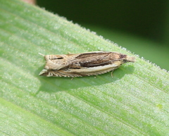 Ancylis apicella