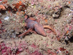 Callistoctopus luteus