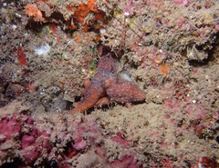 Callistoctopus luteus