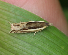 Ancylis apicella