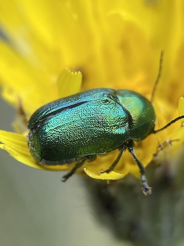 Žaliasis Paslėptagalvis nuotrauka
