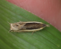 Ancylis apicella
