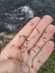 Poa paucispicula