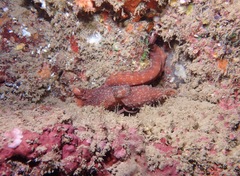 Callistoctopus luteus