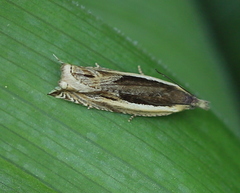 Ancylis apicella