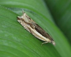 Ancylis apicella