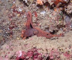 Callistoctopus luteus