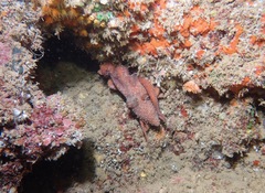 Callistoctopus luteus