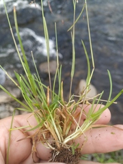 Poa paucispicula