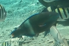 Scarus fuscopurpureus