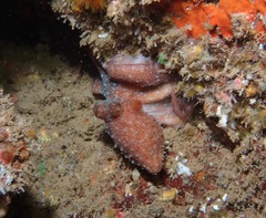 Callistoctopus luteus