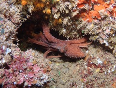 Callistoctopus luteus