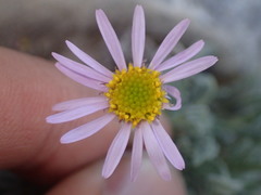 Erigeron clokeyi
