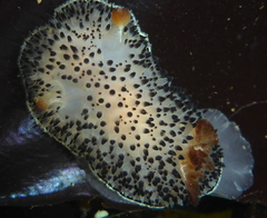 Acanthodoris rhodoceras image