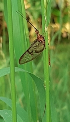 Ephemera danica