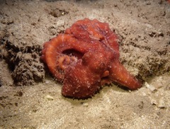 Callistoctopus luteus
