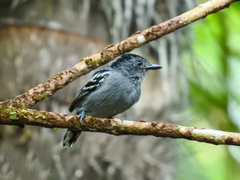 Thamnophilus amazonicus