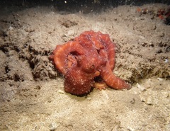 Callistoctopus luteus
