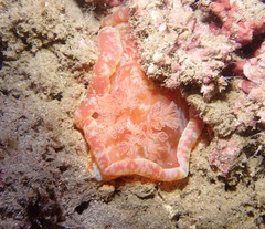 Hexabranchus