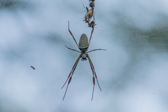 Trichonephila clavipes