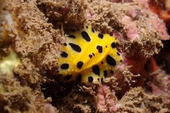 Phyllidia polkadotsa