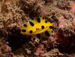 Phyllidia polkadotsa