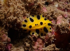 Phyllidia polkadotsa