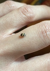 Anthrenus isabellinus