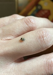 Anthrenus isabellinus