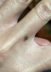 Anthrenus isabellinus