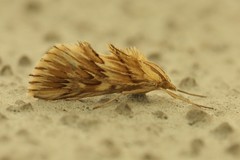 Cynaeda dentalis