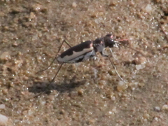 Eunota circumpicta