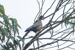 Patagioenas picazuro