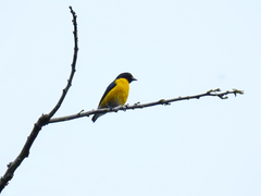 Euphonia minuta