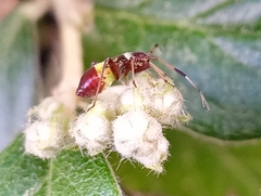 Closterotomus biclavatus
