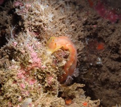 Hexabranchus